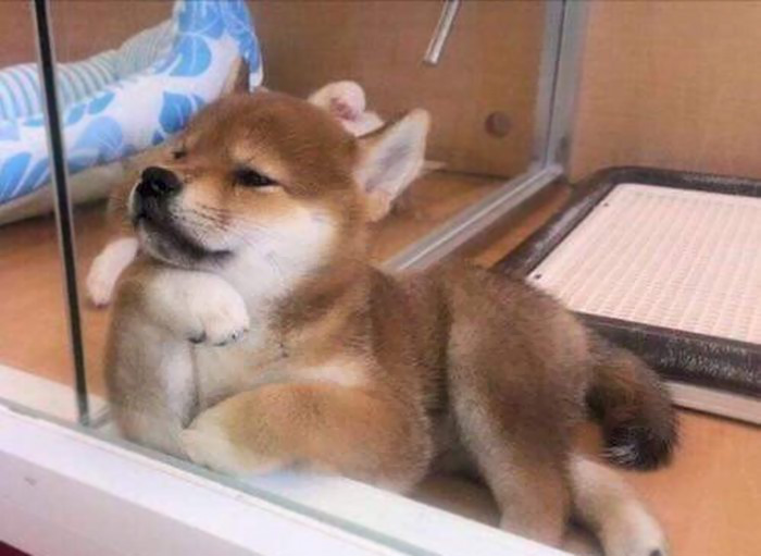 Times Shibas Proved They’re The Most Much Wow Dogs Ever