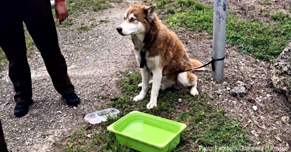 Abandoned Dog Tied To A Pole Left To Die In Hot Sun Is Rescued