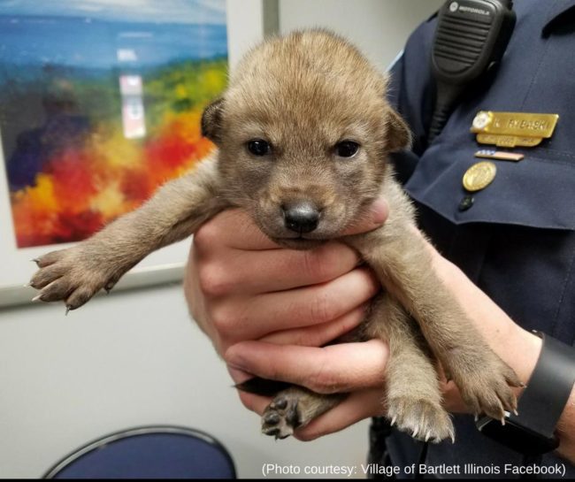 Baby coyote mistaken for puppy in Illinois