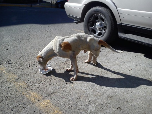 Stray Dog Is Too Broken To Even Look Rescuers In The Eyes