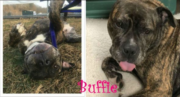 From abused to adored, gentle Buffie is looking for a loving home to call her own