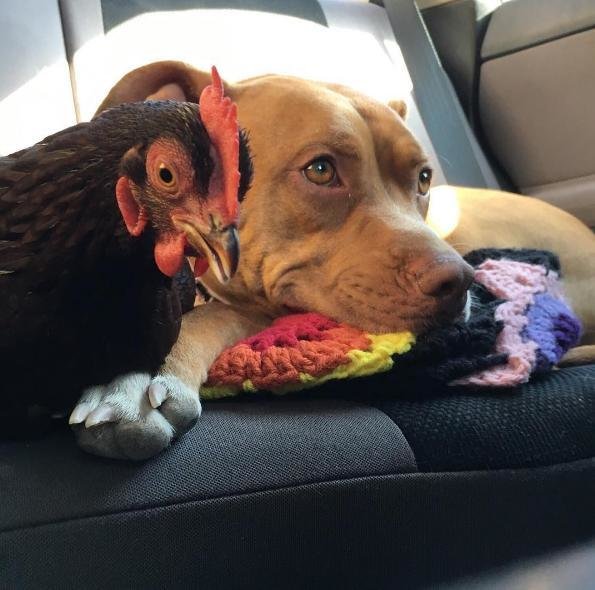 Sweet Pit Bull Is So Gentle With This Chicken – The Chicken Couldn’t Be More Grateful