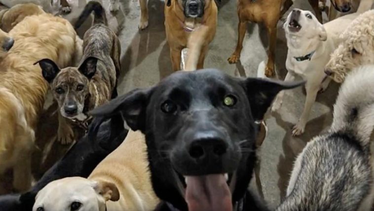 Dogs Take Awesome ‘Selfie’ Together At Daycare and Go Viral
