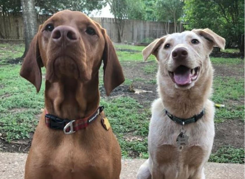 Neighbors Agree To Put Doggy Door In Fence So Dogs Can Hang Out Whenever They Want