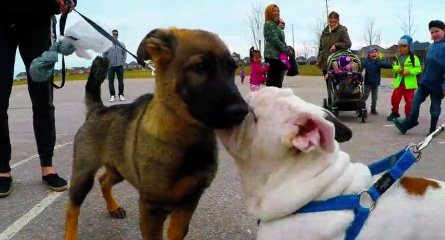 Bulldog & German Shepherd puppy interaction will warm your heart