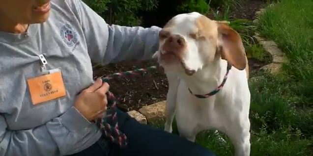 Roscoe’s face is so great, we stared at his picture instead of writing a headline.