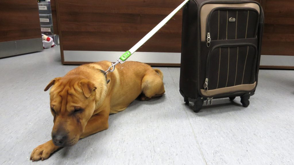 Sad Dog Is Found Alone At Train Station Tied To A Suitcase Full Of His Favorite Belongings