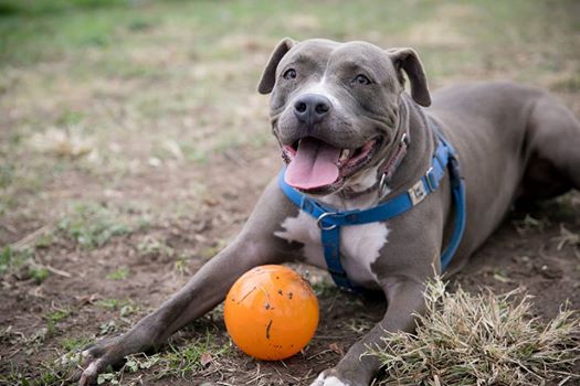 Sweet Pittie Desperately Needs A Forever Home Because Of BSL Laws A Country Away