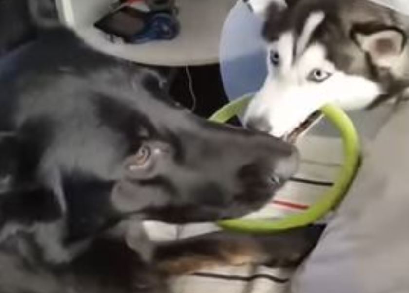 High intensity tug-of-war match between doggy pals