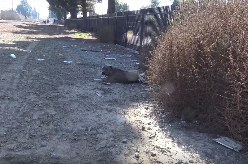 Rescuers Slowly Approach Injured Pit Bull On Active Railroad Tracks