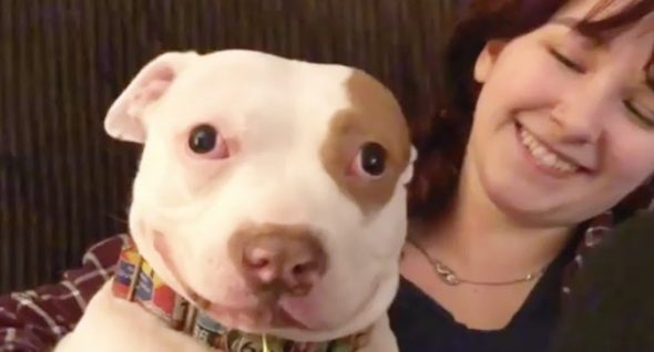 This Pit Bull Made His Family Whole Again