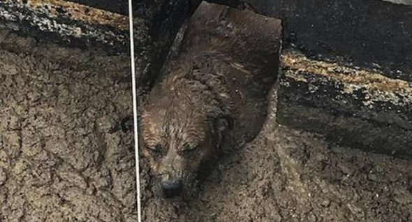 Smell ya later! Colorado dog safe but stinky after being rescued from wastewater treatment plant