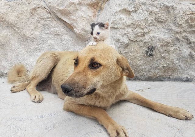 Kitten Who Lost Her Mom Asks Dog Who Lost Her Pups To Adopt Her