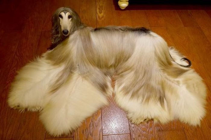 Man Spends Thousands Of Dollars Trying To Keep His Dog’s Hair Stylish Every Single Day