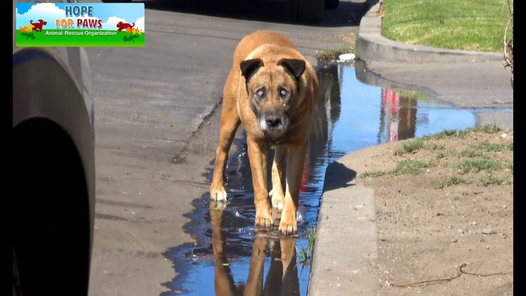 Blind Dog Is Finally Rescued After Spending 10 Years On the Streets