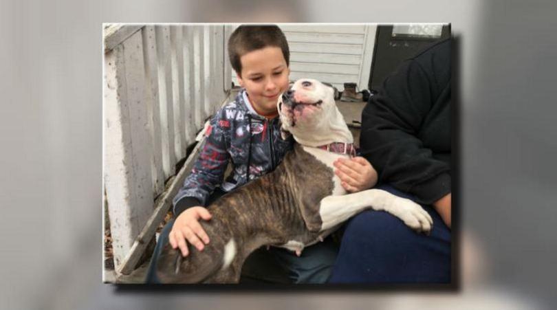 9-Year-Old Home Alone Sees Masked Intruder Coming For Him, Pit Bull Takes Matters Into Own Hands