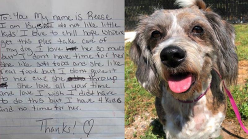 Senior Dog Dumped On Stranger’s Lawn Along With A Sad Note