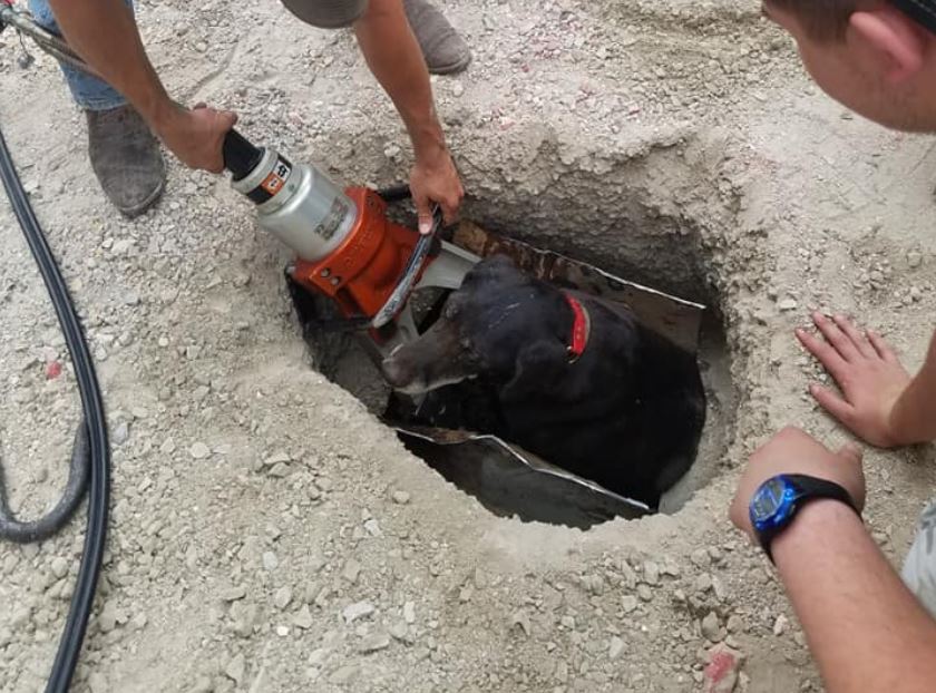 Dog stuck in underground culvert for 8 days rescued by firemen