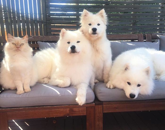Pictures Of Samoyeds That Prove They’re Unlike Any Other Dog