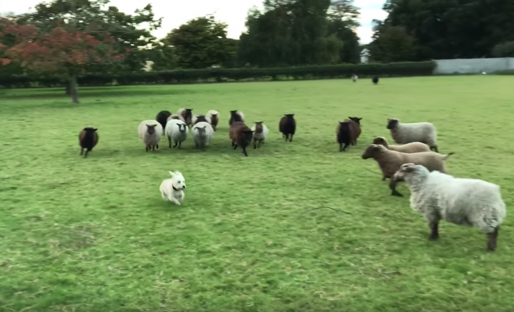 ‘World’s Worst Sheepdog’ Tries Rounding Up Sheep, Somehow Gets Them To Play Instead
