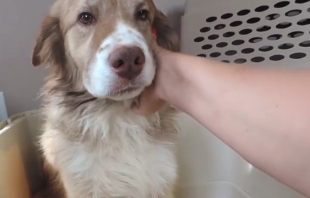 Rescue Dog First Feels A Human’s Touch In Emotional Moment