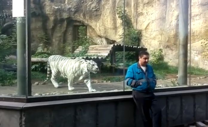 White Tiger Stalks And Hunts Unsuspecting Caretaker At The Zoo