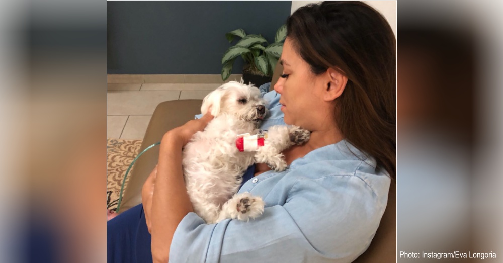 Eva Longoria’s Beloved Dog Jinxy Dies In Her Arms