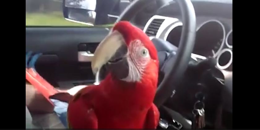 Talkative Parrot Starts A Hilarious Debate With Owners
