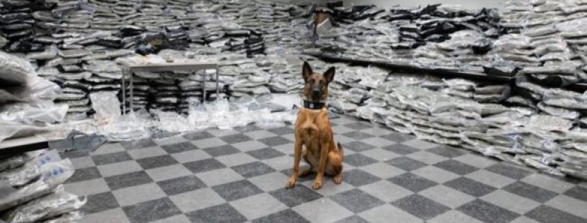 Chicago K-9 sniffs out $10 million in narcotics