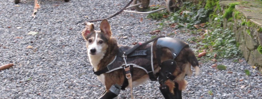 Belgium bed and breakfast doubles as a sanctuary for disabled dogs