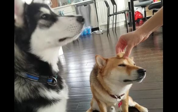 Husky constantly bothers Shiba Inu all day long
