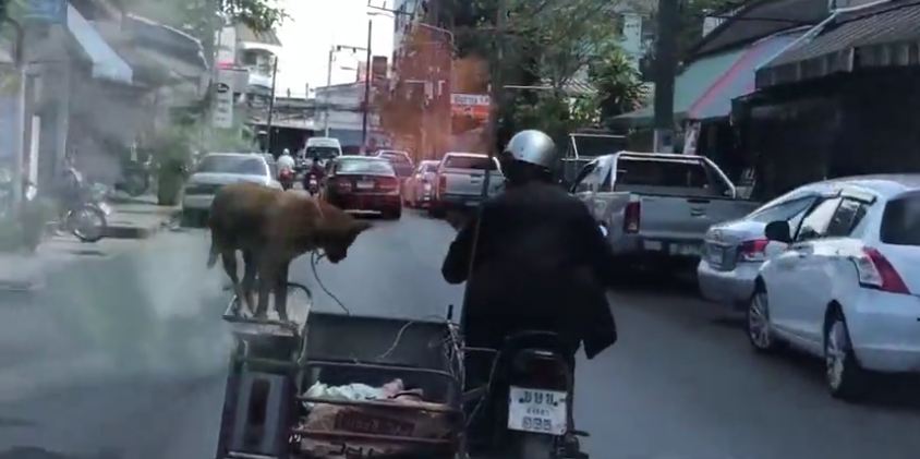 Fearless dog balances on motorbike sidecar as driver cruises