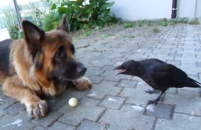 Dog and crow play fetch together