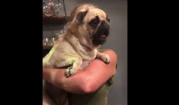 Displeased pug warns big dogs not to come in with relentless odd squeal