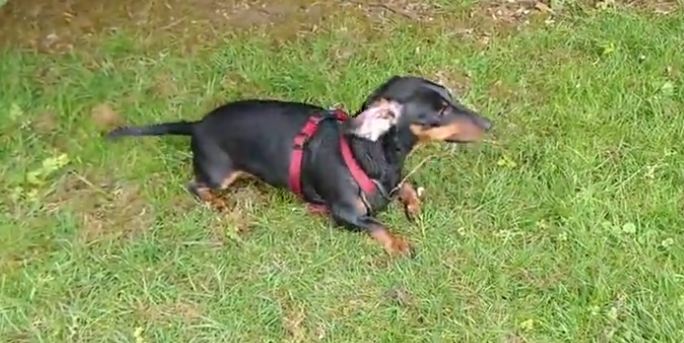 Poor Dachshund tries to get rid of extreme itch on her head