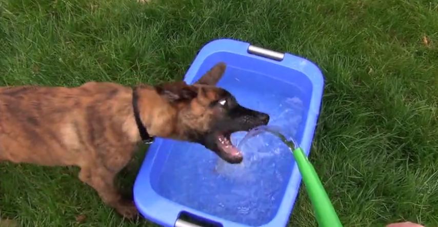 Puppy likes playing with water