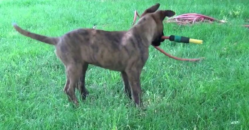 Puppy is fighting with a water hose