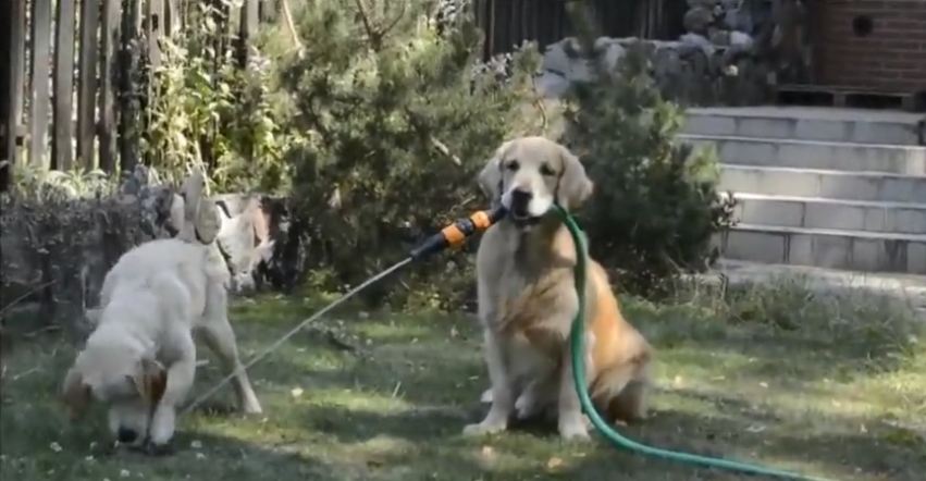 Golden Retriever holds water hose in mouth for puppy
