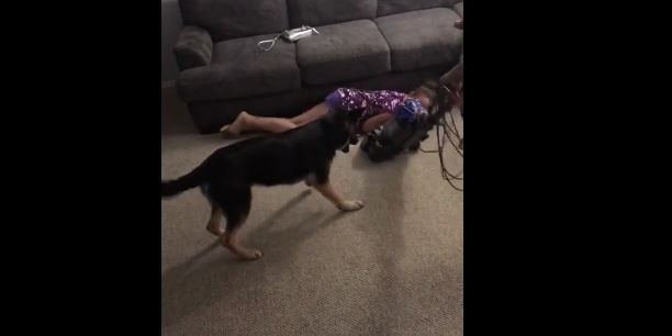 Protective German Shepherd saves girl from vacuum cleaner