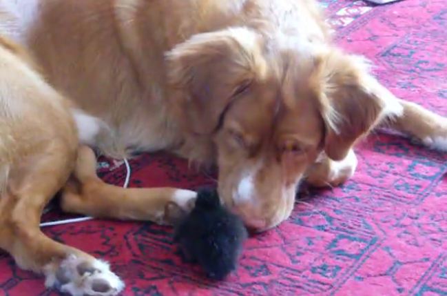 Fearless ducking plays with duck tolling retriever