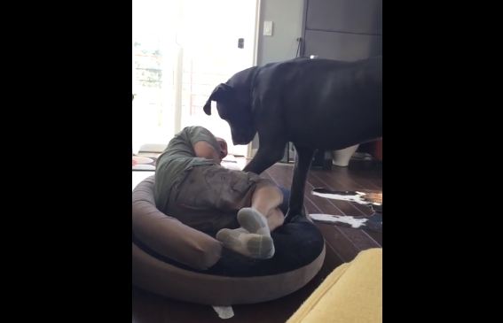 Grumpy Great Dane Doesn’t Let His Owner Sleep In The Dog Bed