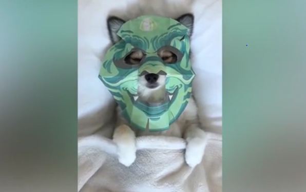 Pooch relaxes with own beauty mask