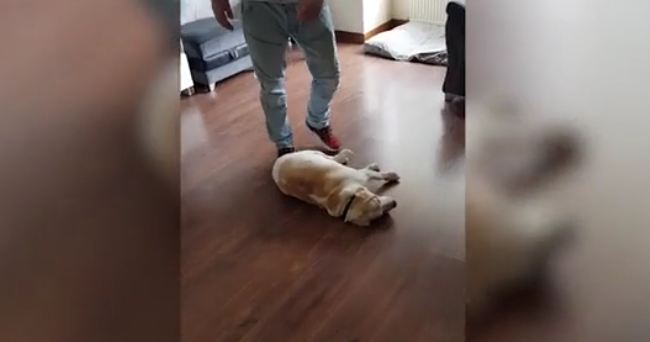 Dog plays dead to stop owners from leaving house