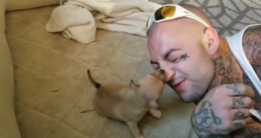 Puppy mistakes owner’s nose for chew toy