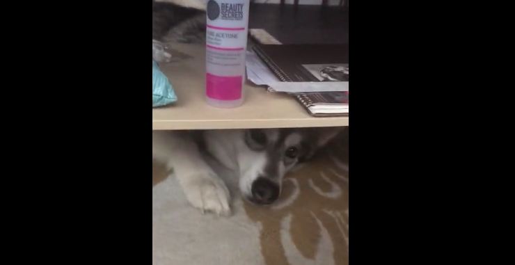 Malamute throws tantrum from under coffee table