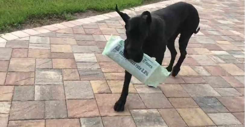 Happy Great Dane proudly delivers the newspaper