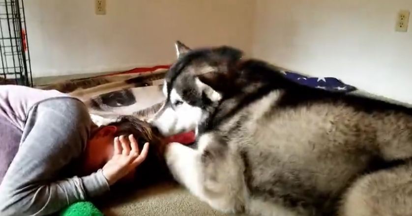 Malamute Scent Rubs On Nieces Hair