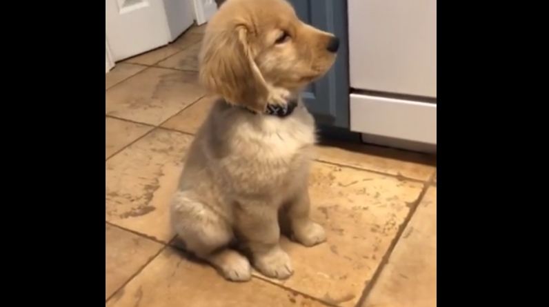 Watch this puppy go into defense mode after seeing mirror reflection!
