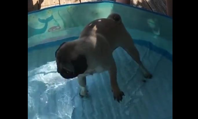 Pug desperately doggy paddles in shallow standing water