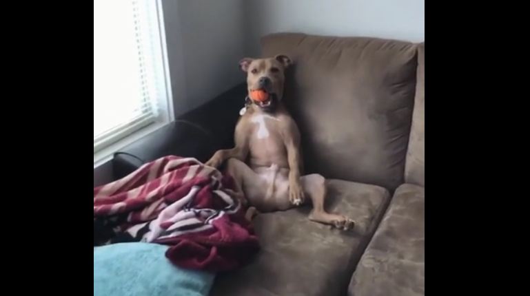 Dog sits in hilarious position to look out the window
